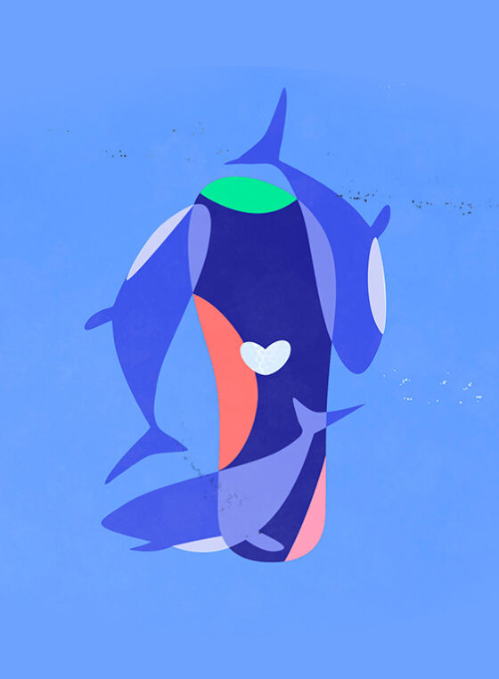 whales swimming around flip flop